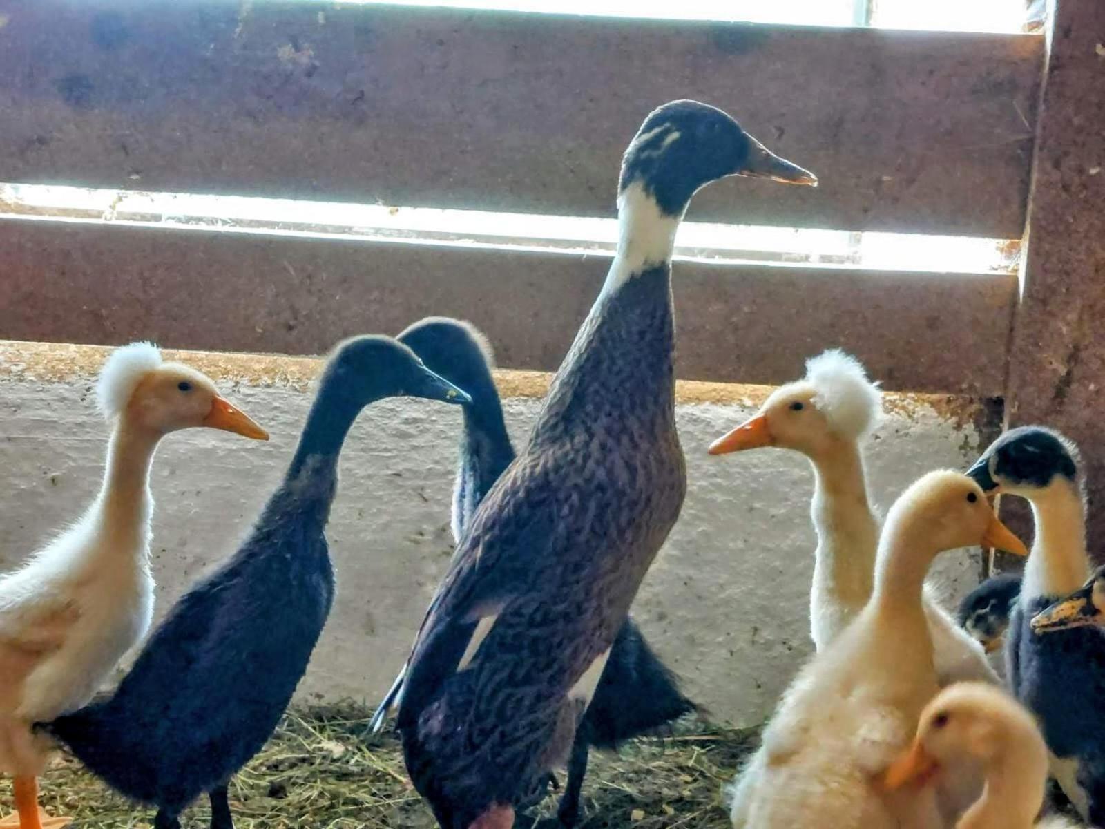 Familienbauernhof Imitz, Ferienwohnung Spital Am Pyhrn Kültér fotó